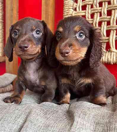 Miniature Dachshund Puppies Dresden