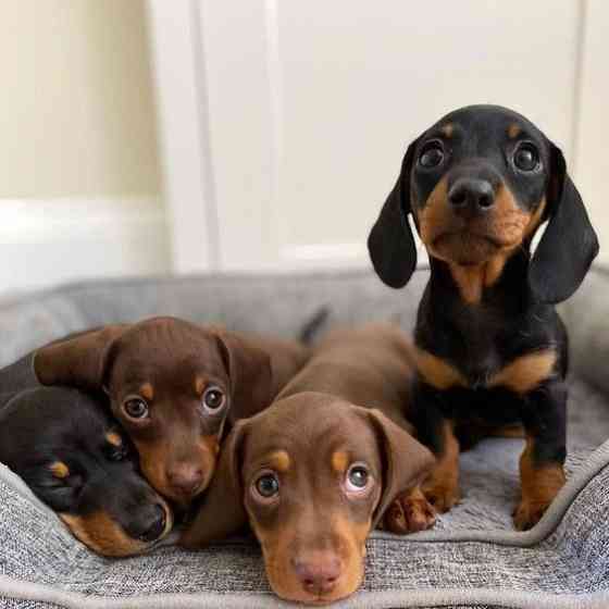 Miniature Dachshund Puppies Штутгарт