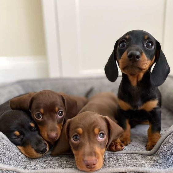 Miniature Dachshund Puppies Штутгарт - изображение 1