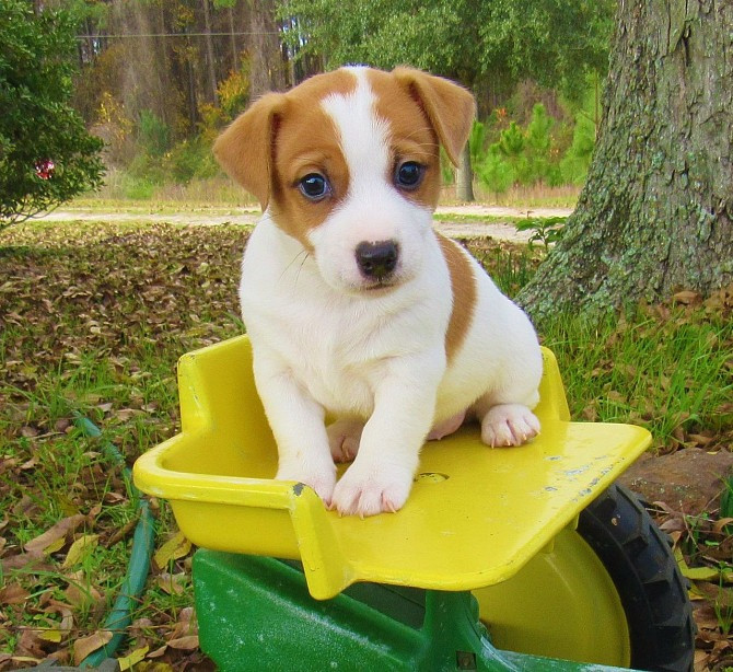 Jack Russell Puppies Dresden - photo 1