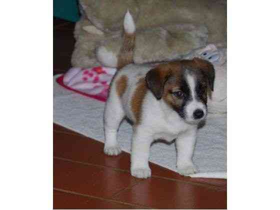 Jack Russell Puppies Штутгарт