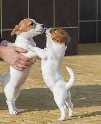 Jack Russell Puppies Ганновер