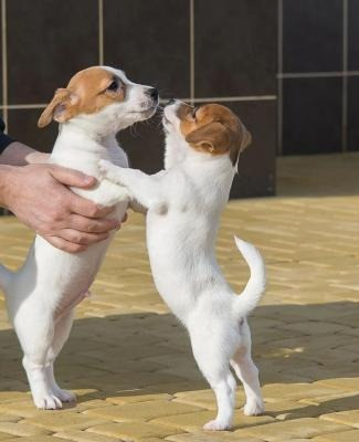 Jack Russell Puppies Hannover - photo 1