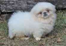 Pekingese Puppies Bremen