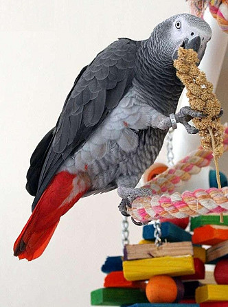 African Grey Parrots Гамбург - изображение 2