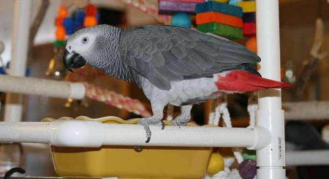 African Grey Parrots Hamburg - изображение 1