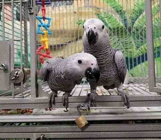 African Grey Parrots Берлін