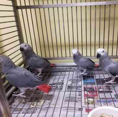 African Grey Parrots Stuttgart