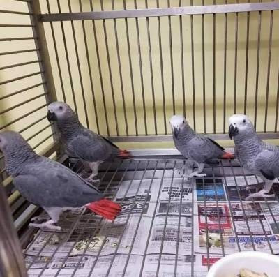 African Grey Parrots Stuttgart - изображение 1