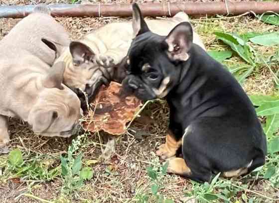 French Bulldog Puppies Гамбург