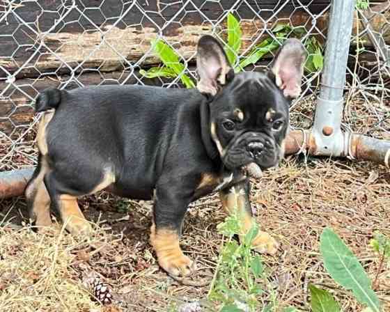 French Bulldog Puppies Гамбург