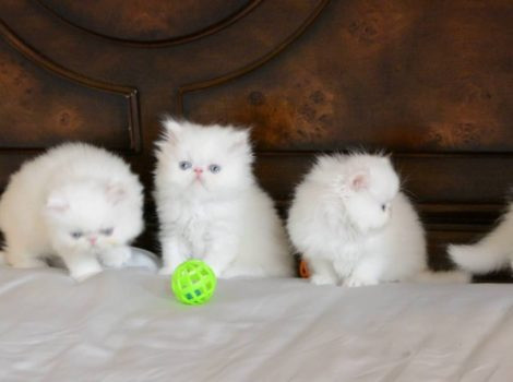 Persian kittens Hannover - изображение 1