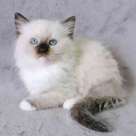 Ragdoll kittens Erfurt