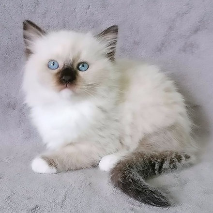 Ragdoll kittens Эрфурт - изображение 1