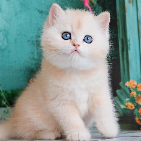 British Shorthair kittens Hannover - photo 1