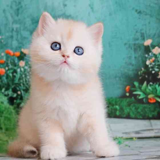 British Shorthair kittens Берлін