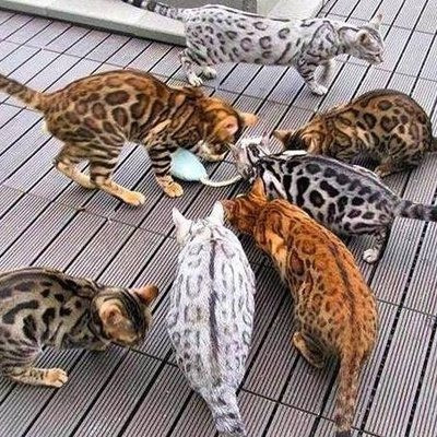 Bengal kittens Bremen - изображение 1