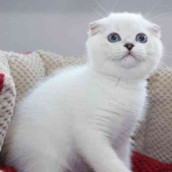 Scottish fold kittens Erfurt