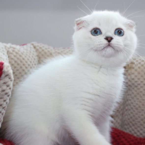 Scottish fold kittens Erfurt - photo 1