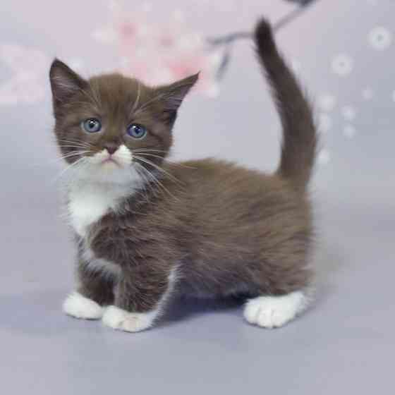 Munchkin kittens Гамбург