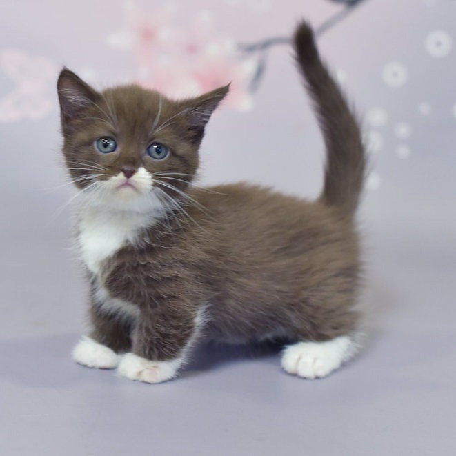 Munchkin kittens Hamburg - photo 1