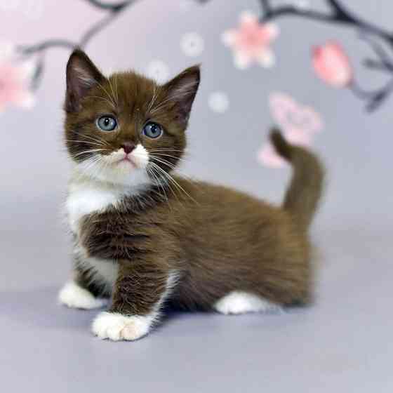 Munchkin kittens Мюнхен