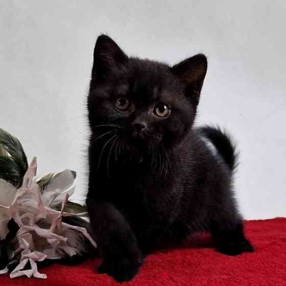 British Shorthair kittens Берлін