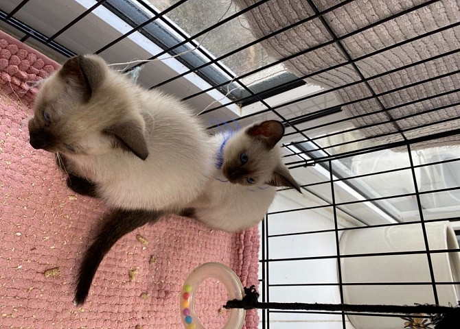 Siamese kittens München - изображение 2