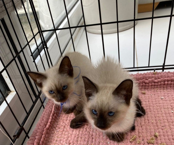 Siamese kittens München - изображение 1