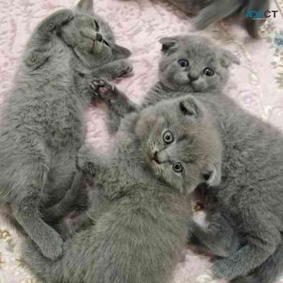 Scottish fold kittens Ерфурт