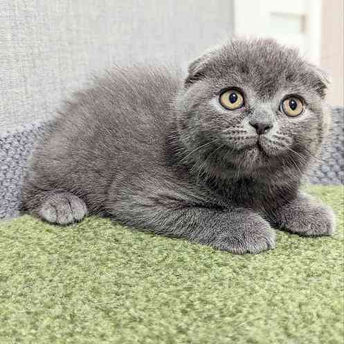 Scottish fold kittens Мюнхен