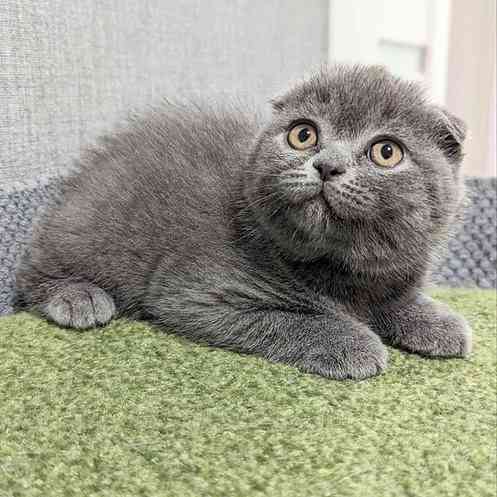 Scottish fold kittens München