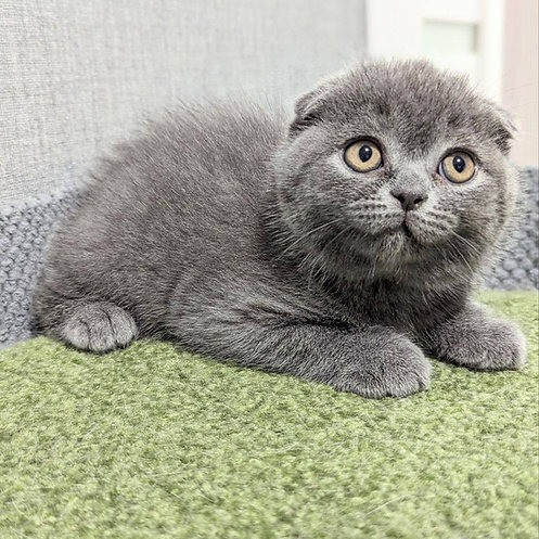 Scottish fold kittens Munich - photo 1