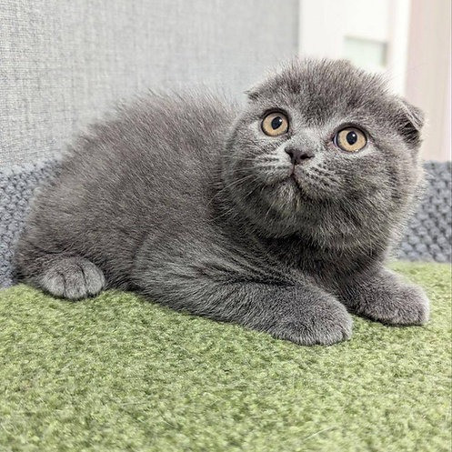 Scottish fold kittens Munich - photo 2