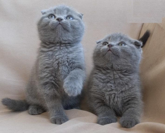 Scottish fold kittens Берлін - изображение 1