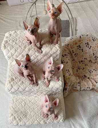 Sphynx kittens Erfurt