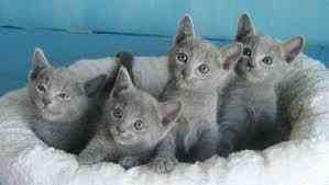 Russian Blue kittens Гамбург