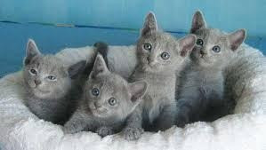 Russian Blue kittens Hamburg - photo 1