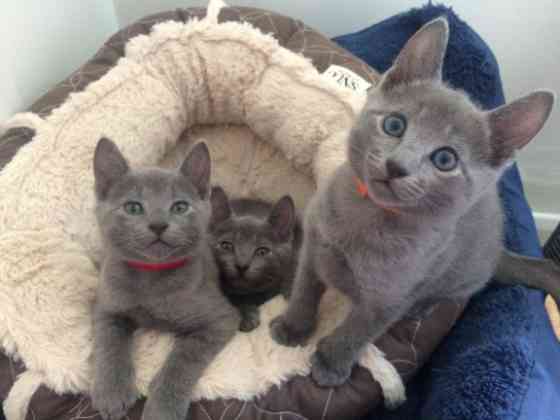 Russian Blue kittens Дрезден