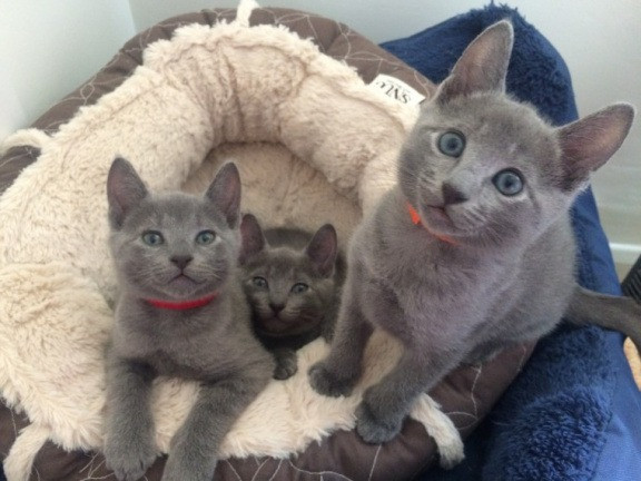 Russian Blue kittens Dresden - photo 1