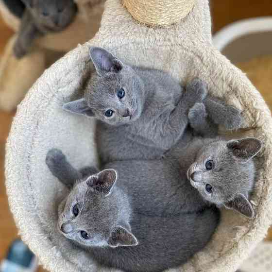 Russian Blue kittens Берлін