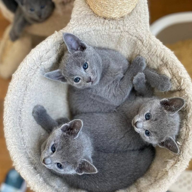 Russian Blue kittens Berlin - photo 1