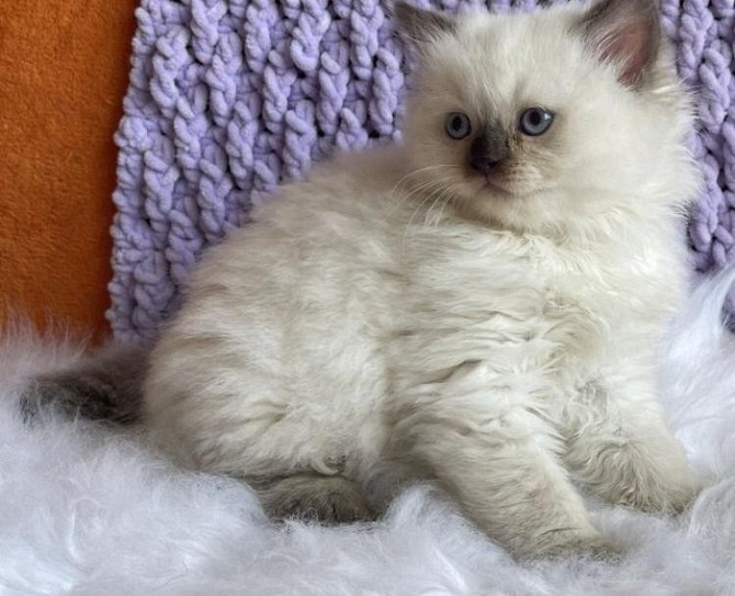 Ragdoll kittens Гамбург - изображение 1