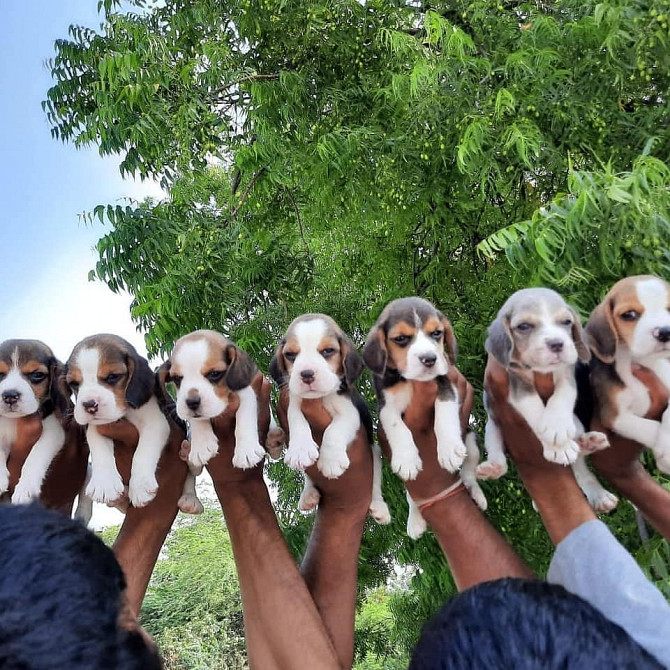 Beagle-Welpen zu verkaufen Hamburg - photo 1