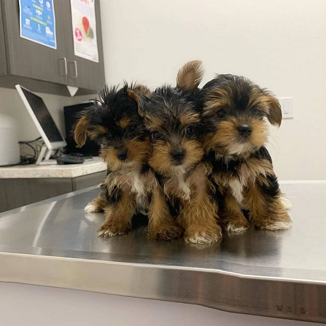 2 wunderschöne Yorkshire Terrier-Welpen zu verkaufen. Гамбург - изображение 1