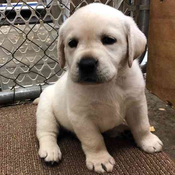 Labradoodle-Welpen zu verkaufen. Hamburg