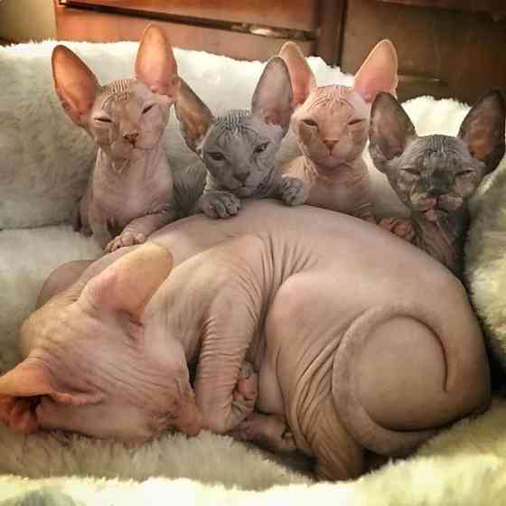 SPHYNX KITTENS Берлін