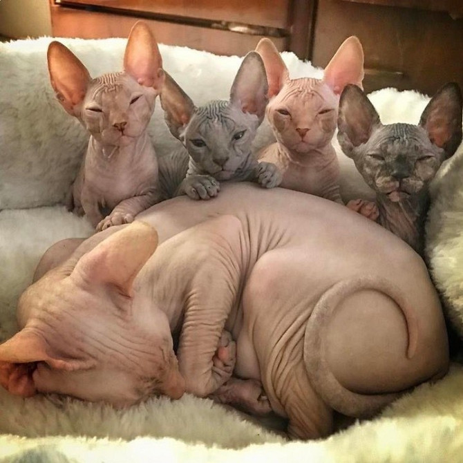 SPHYNX KITTENS Берлин - изображение 1