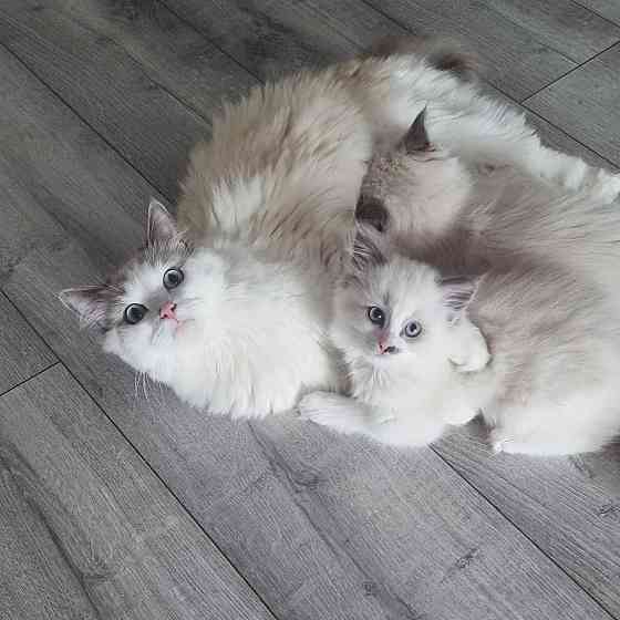 CUTE RAGDOLL KITTENS Берлін