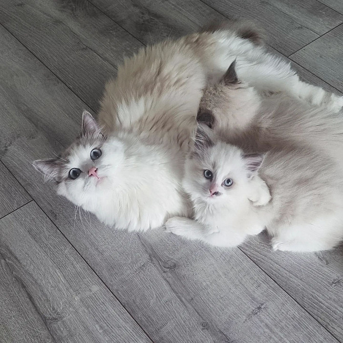 CUTE RAGDOLL KITTENS Берлин - изображение 1